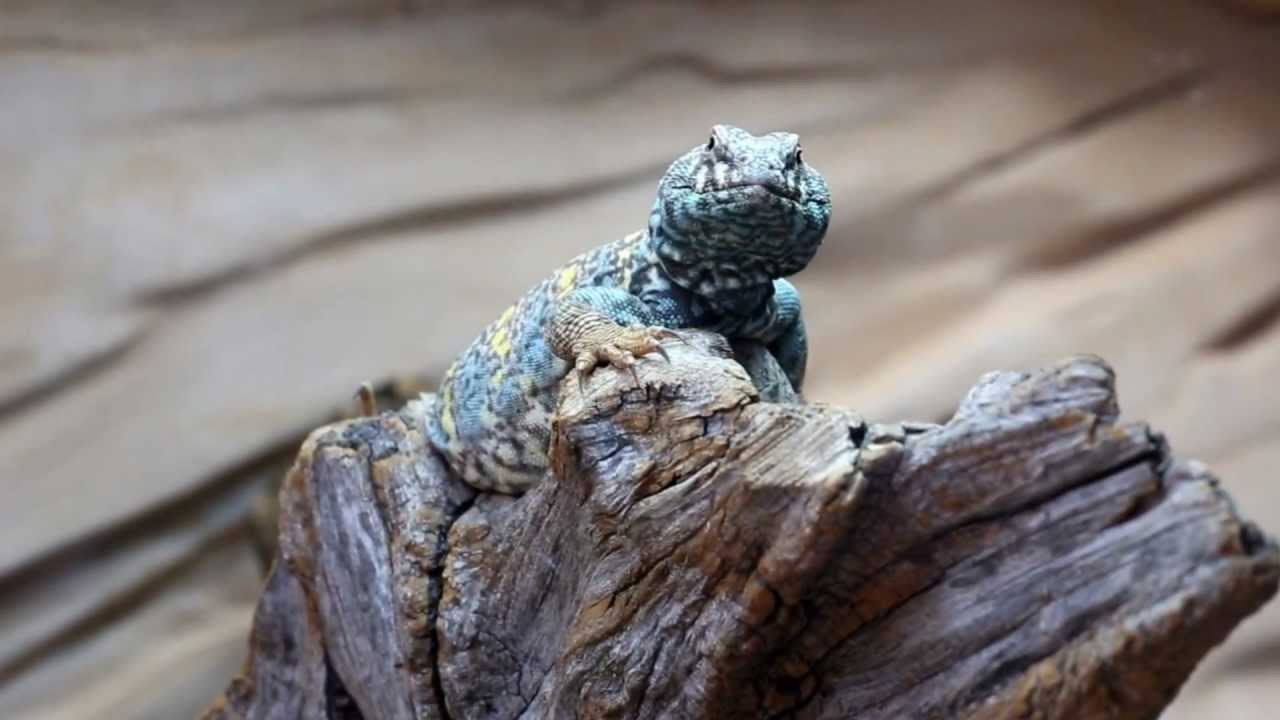 Male Ornate Uromastyx