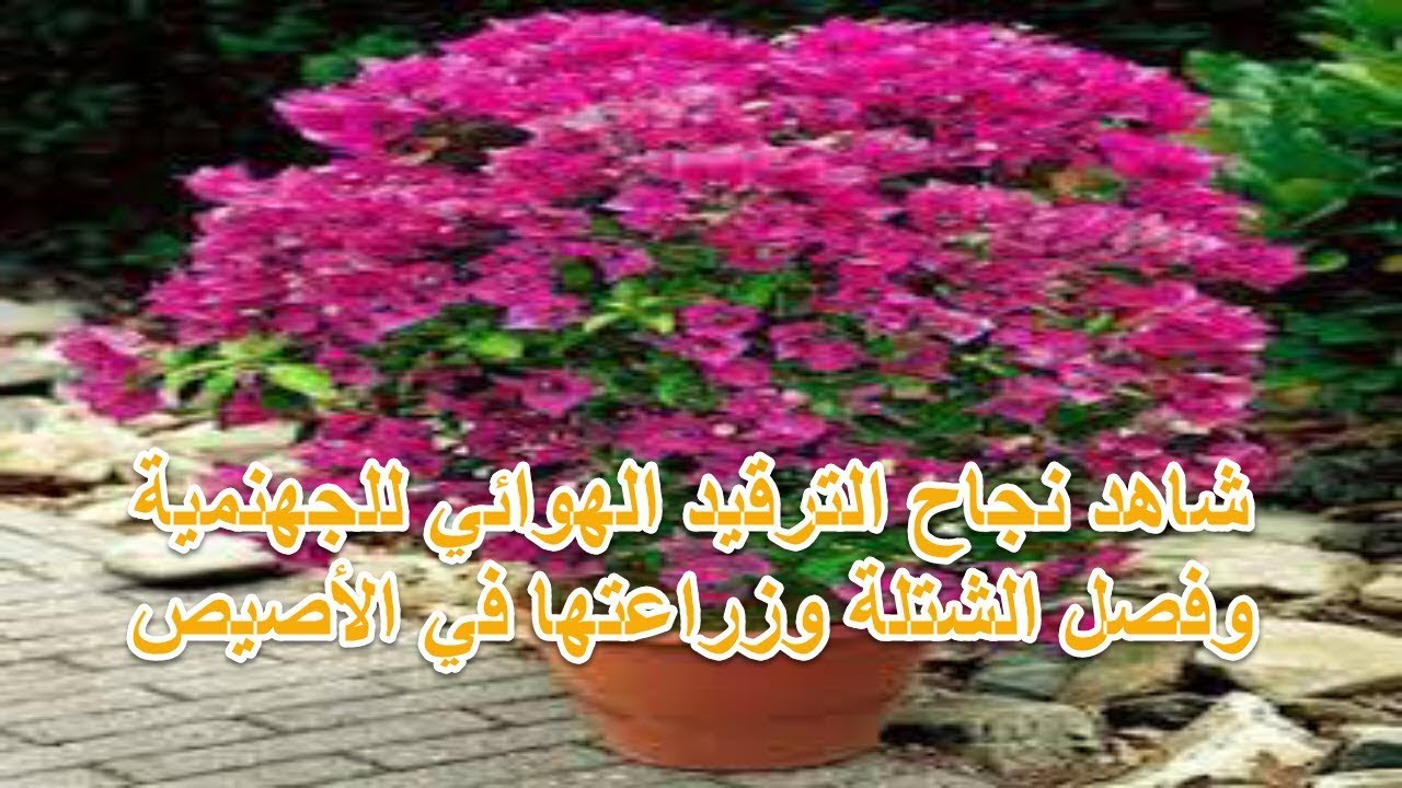 شاهد نجاح الترقيد الهوائي للجهنمية . وفصل الشتلة وزراعتها في الأصيص. وبعض التنبيهات