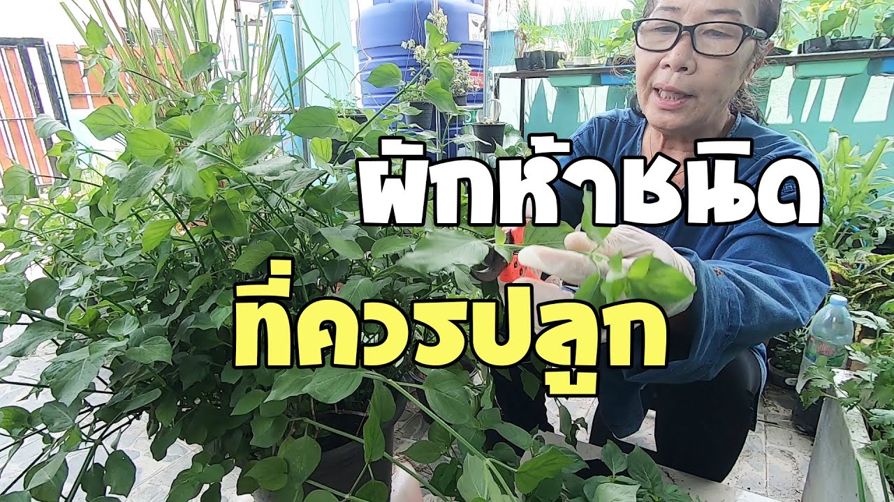 ผักสวนครัว 5 อย่าง ที่ควรปลูกไว้ติดบ้าน ทำกินได้ตลอด