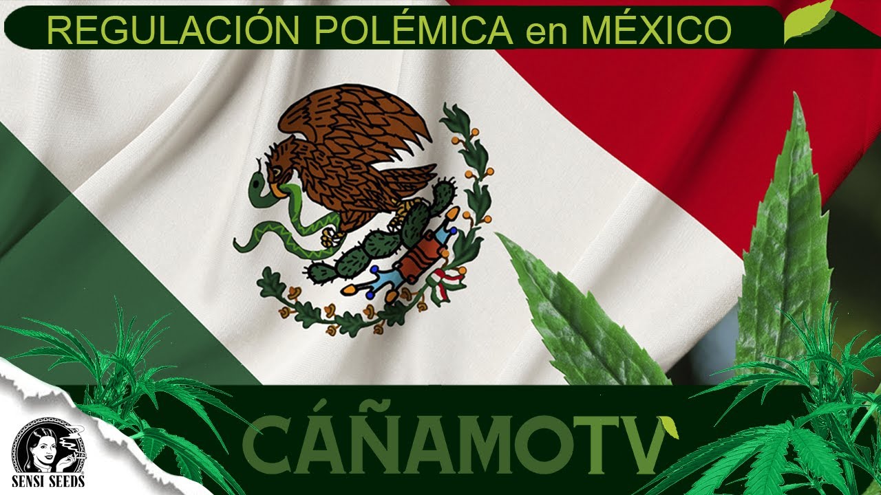 La POL&Eacute;MICA REGULACI&Oacute;N del CANNABIS en M&Eacute;XICO
