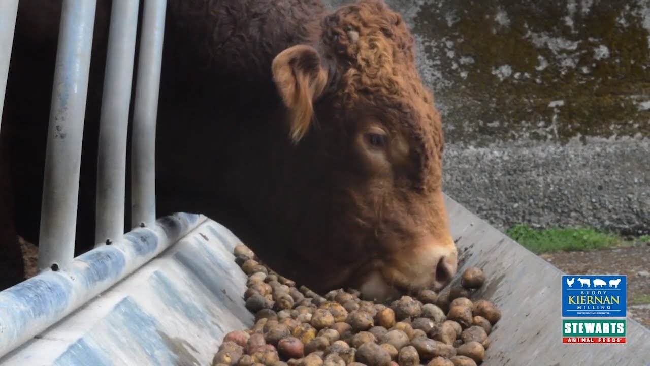 Kiernan Milling - Finishing Beef Trial with Dermot O'Connor