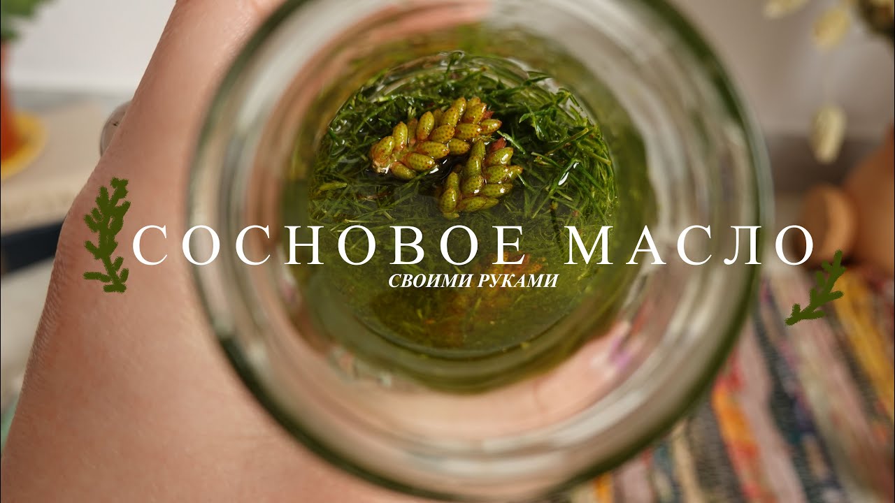 Как сделать сосновое масло для тела своими руками🌲