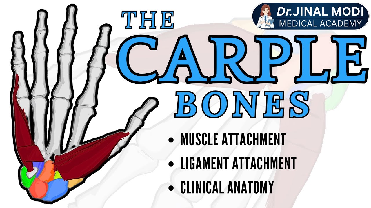 Carpal Bones Anatomy Part 2 | Attachments & Clinical Anatomy