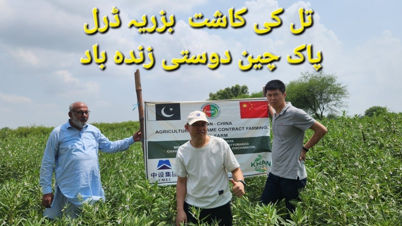 Sesame Planting with Seeds Drill, Collaboration with China | Part 2