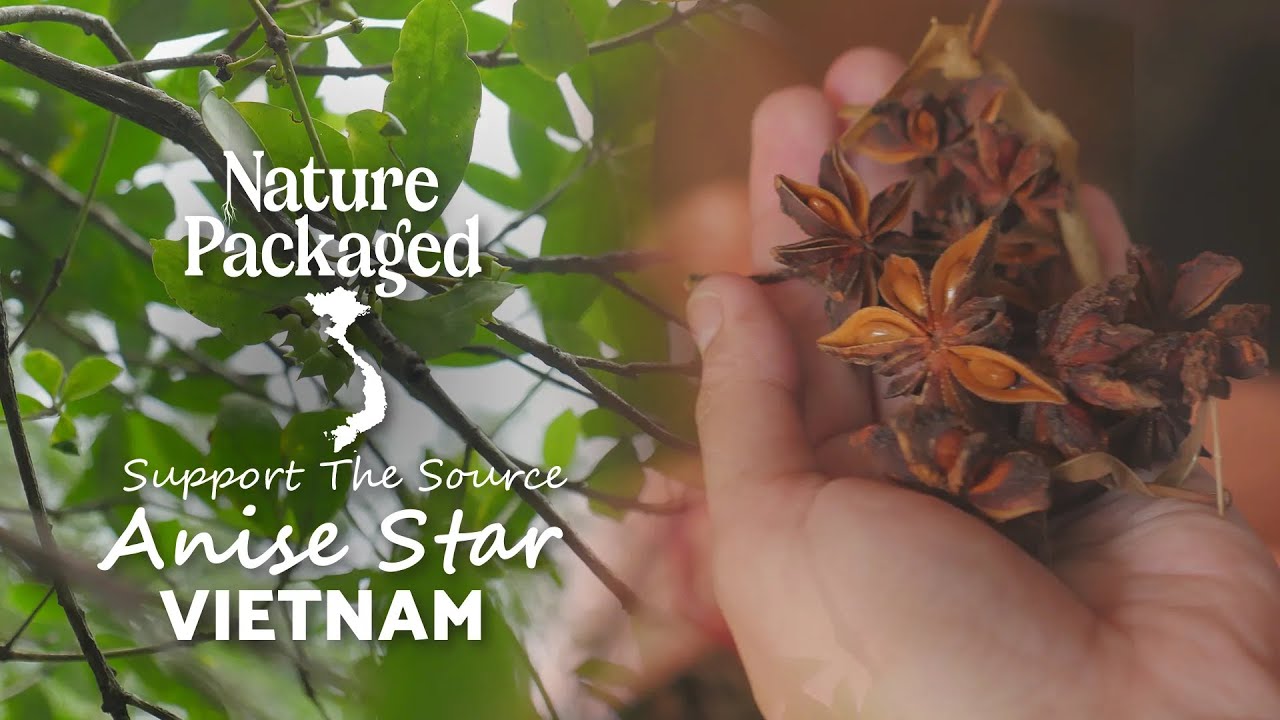 Nature Packaged's Anise Star Essential Oil - From Malagassi Essential Oils in Vietnam
