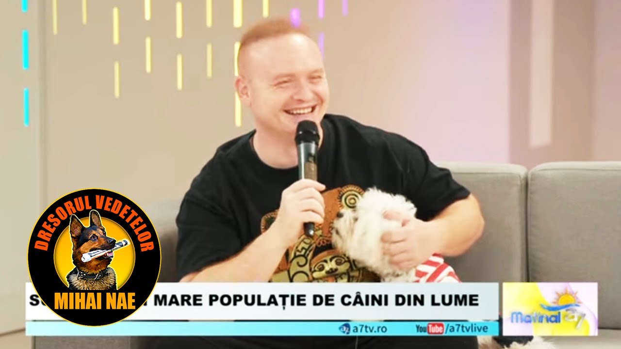Mihai Nae @ A7 TV 📺 Bichonul Maltez agresiv sau de companie