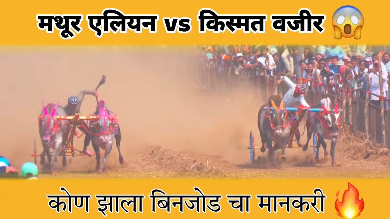 मथूर एलियन vs किस्मत वजीर 😱 कोण झाला बिनजोड चा मानकरी 🔥 #बकासुर #नाद #बैलगाडा #viral 