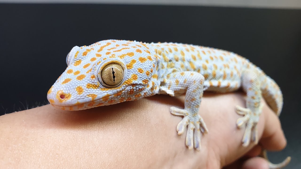 [파브르2세] 악마의 도마뱀 토케이게코 핸들링 Gekko gecko