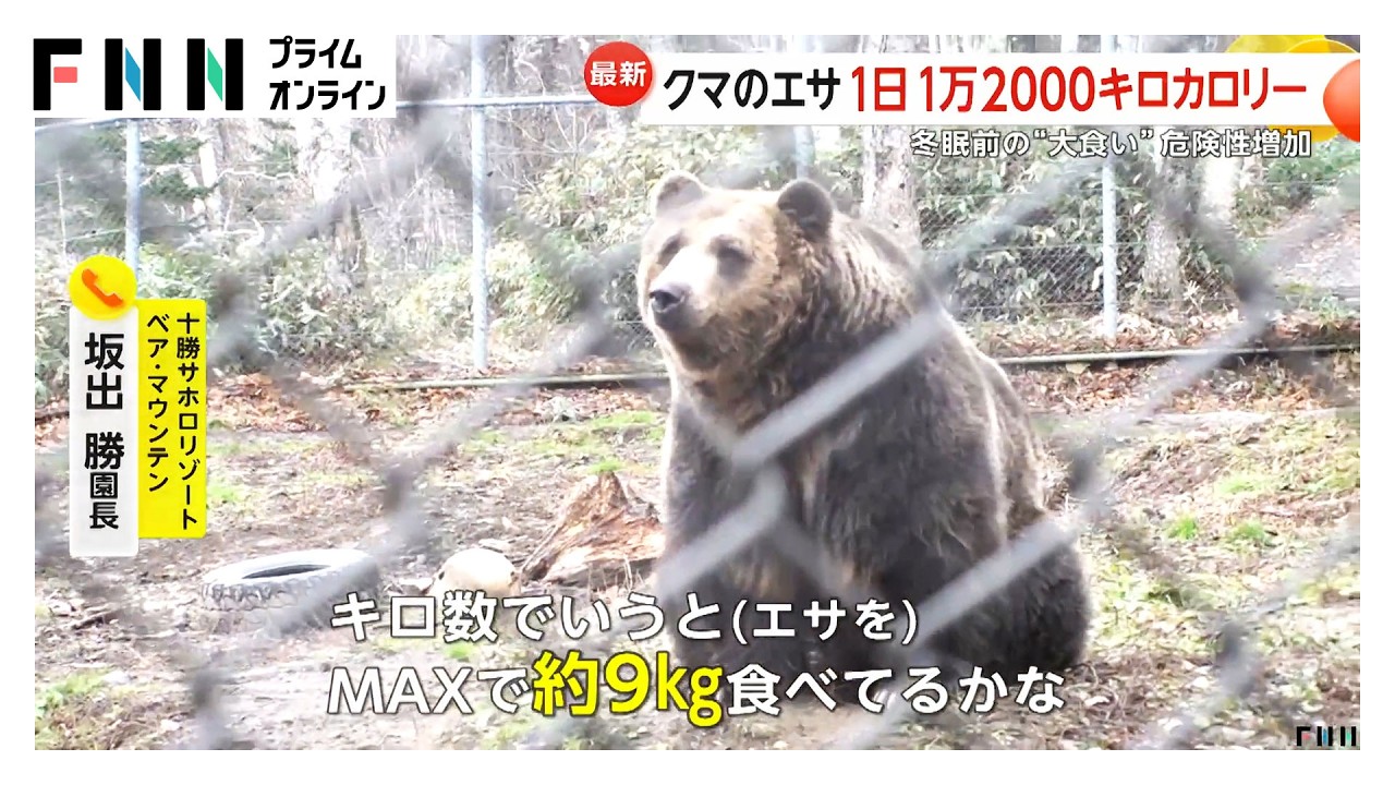 愛犬に地鶏や牛まで被害に…冬眠前“大食い”クマ危険性増加　標茶町では“OSO18”の「再来か」と住民に不安広がる