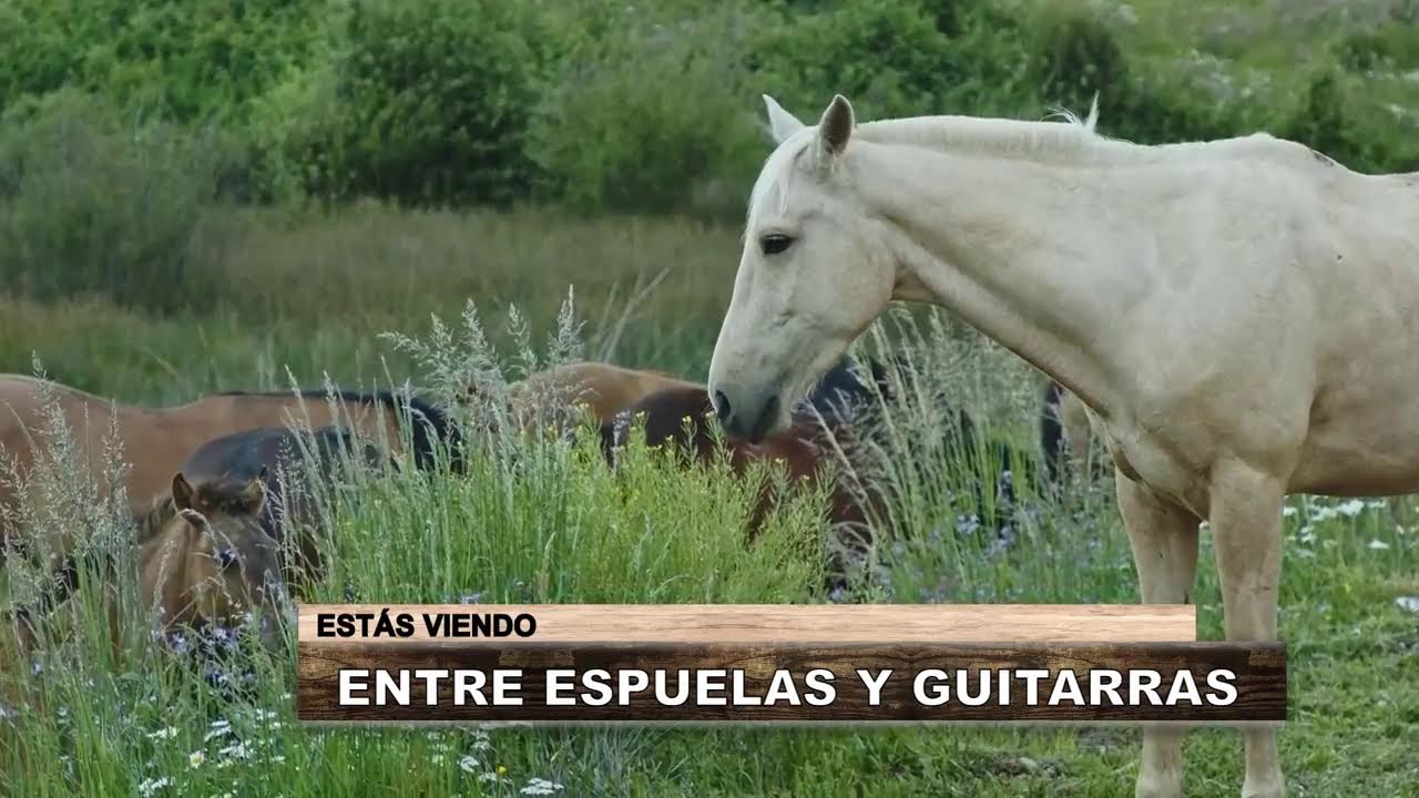 Entre Espuelas y Guitarras - VIVO