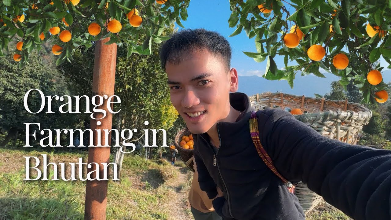 Сбор апельсинов в Бутане 🇧🇹 | ​​Часть 1 | Как гималайские фермеры выращивают самые сладкие апельсины