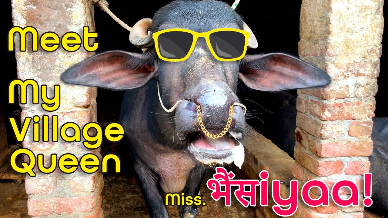 Village Life | Buffalo & Friends | Nature | Gaon ke Goods | Farming | Land 