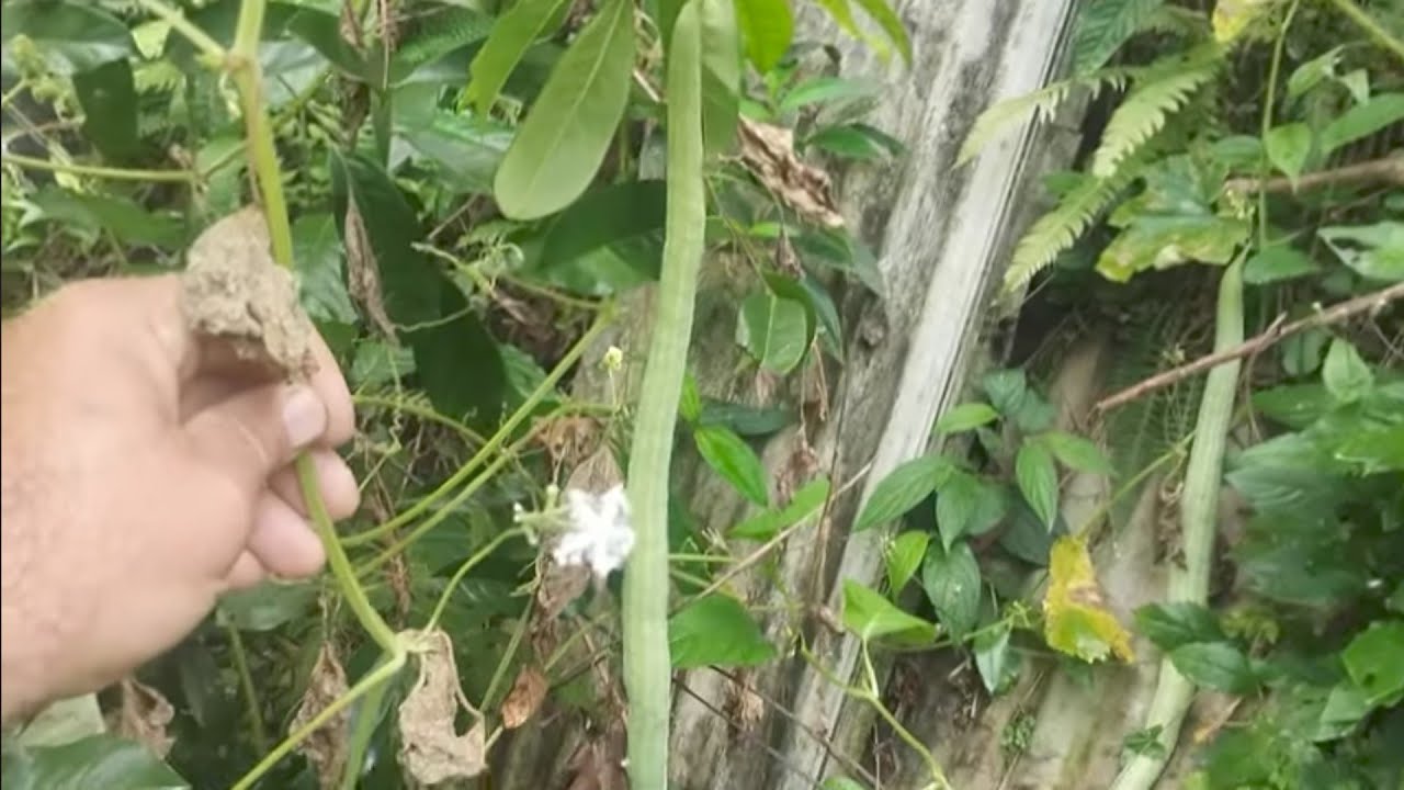 Frutíferas produzindo em vaso sapota Longan quiabo de metro caramuela amora paquistansa 21989297468