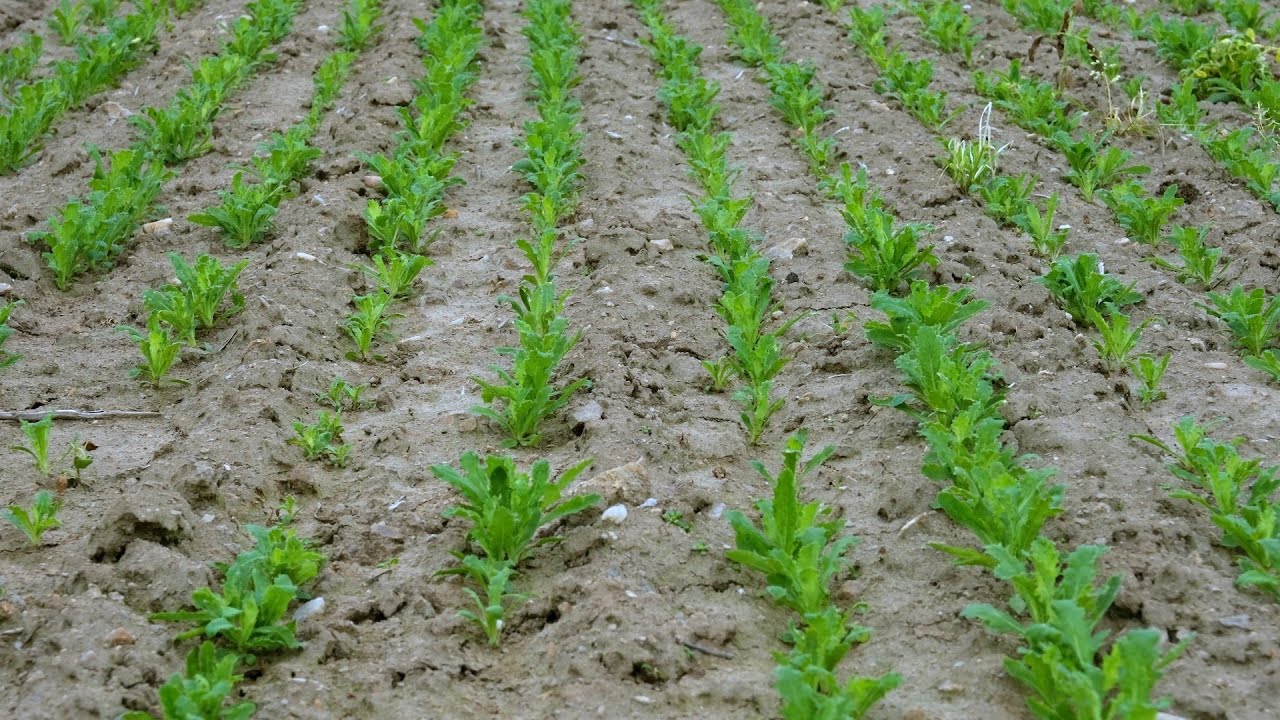 Setí máku – trocha farmářské alchymie | Rok zemědělce
