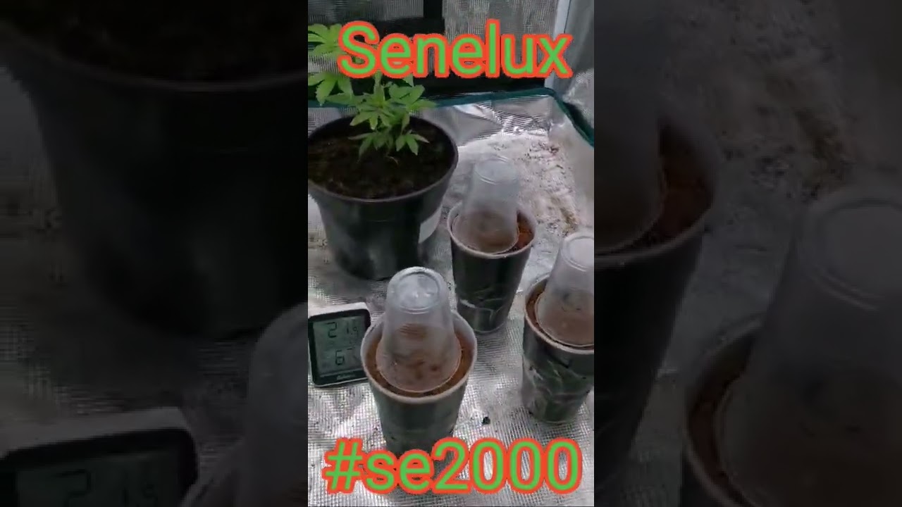 apple fritters day 1 regular seeds #uk420 #420 #uk420community #cannabiscommunity #cannabisculture
