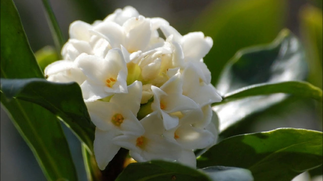 沈丁花　　岸田智史