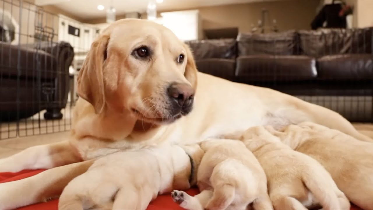 Lab Momma and Her Puppies
