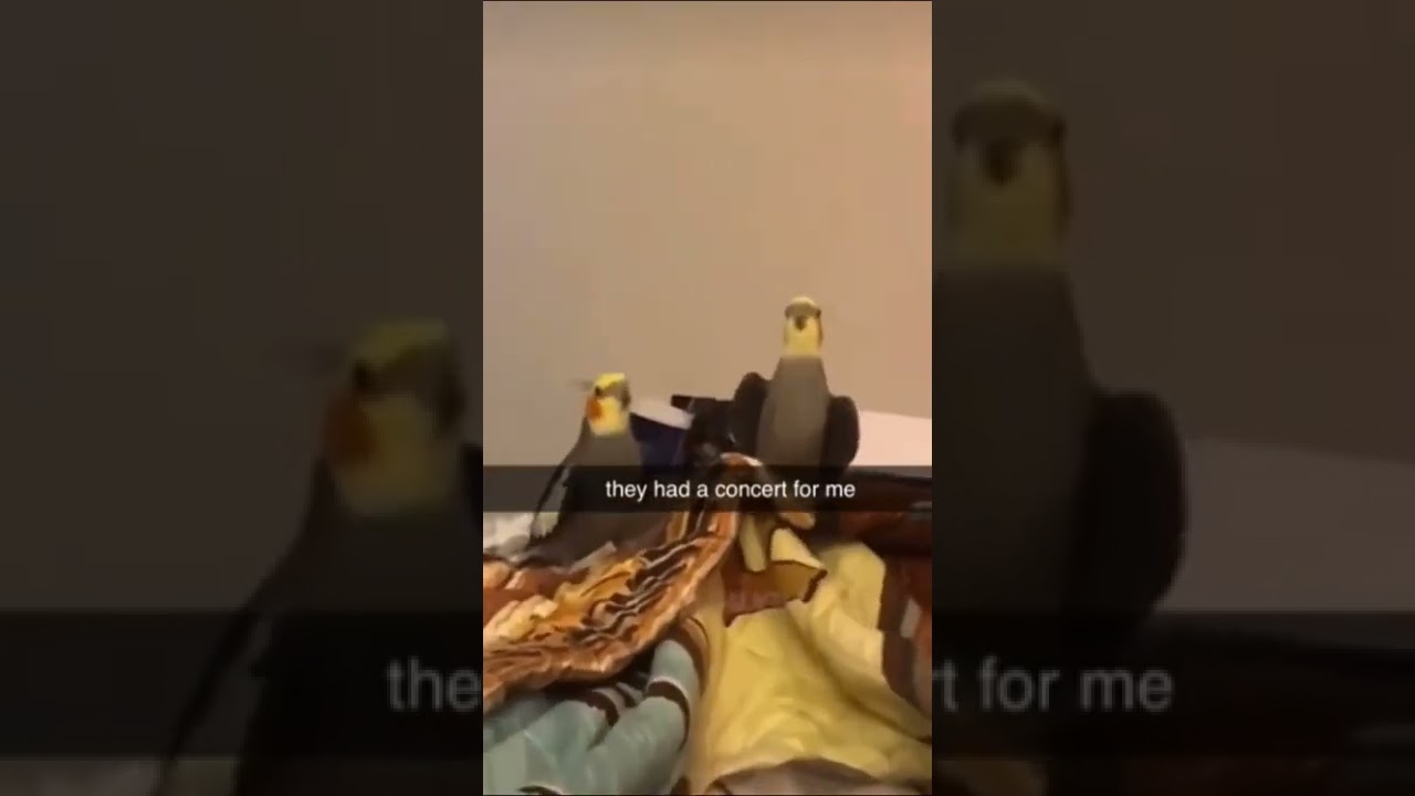 credits: @creaturecoverage #birdworld#birdgang#birdlover#cockatielpet #birds_captures #cockatiellife