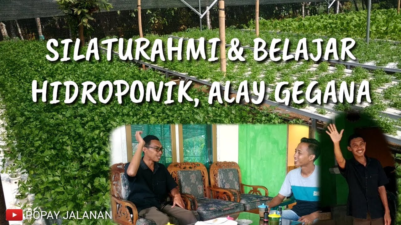PETANI SAYUR SUKSES || ALAY GEGANA✓✓✓belajar hidroponik, silaturahmi