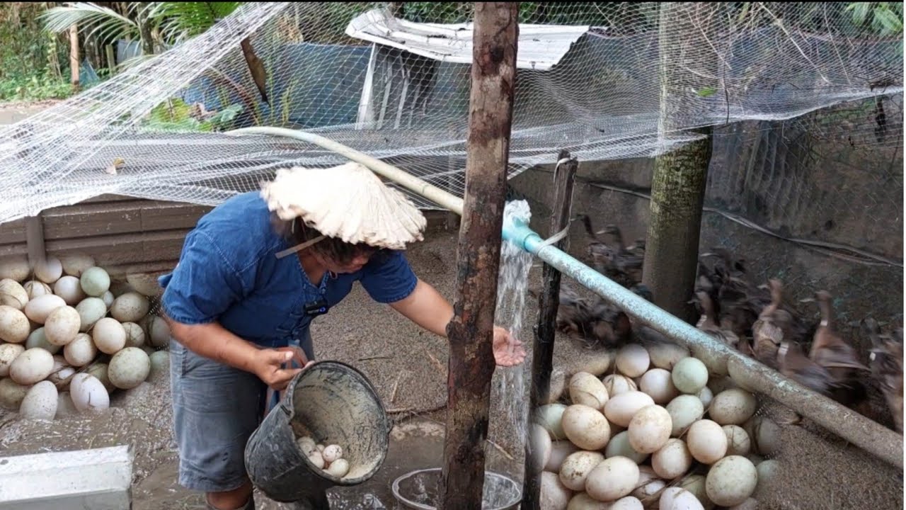 เลี้ยงเป็ดไข่20+ตัว เลี้ยงแล้วได้อะไร?ขายไข่จะพอค่าอาหารหรอ?กระสอบล่ะ500+พาเยี่ยมชมหลังบ้านลุงแมค