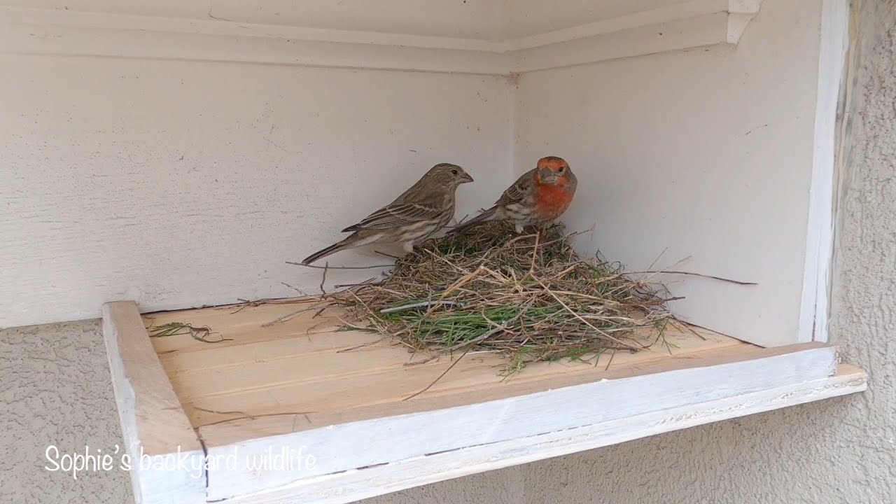 Backyard Bird Watching: House Finch Nest