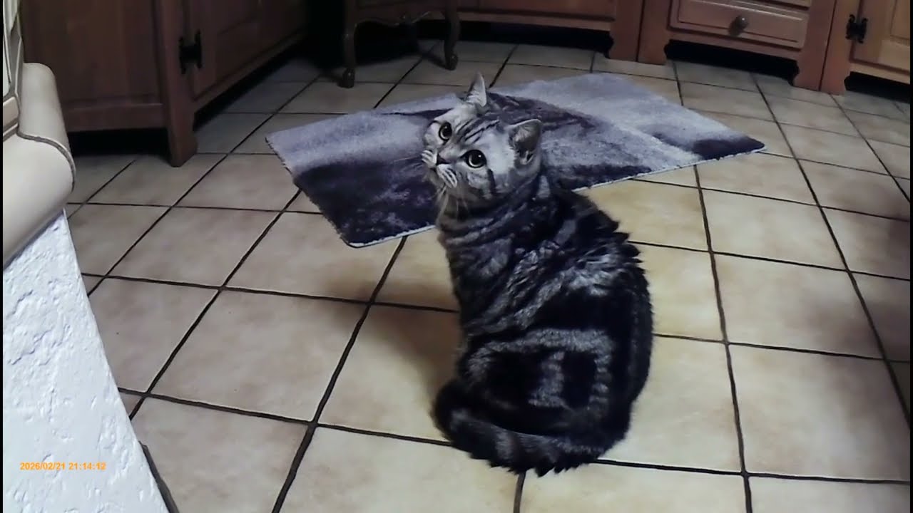 Amy♥️( BKH Silver Tabby Classic )♥️Geboren 2020♥️Dual 2025 GO7 Gookam V.3.1Cam4K HD/FullHD/UltraHD♥️