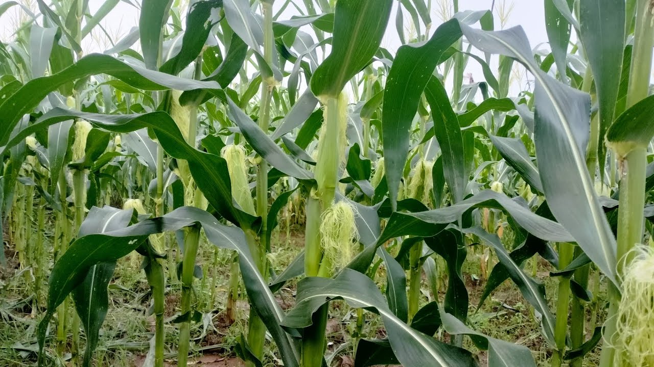 paano controlin ang uod sa mais panoorin#farming #tips #tutorial