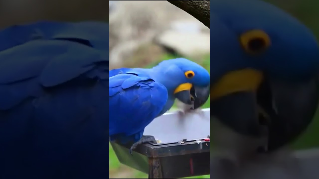 Arara-Azul: O Segredo da Ave Mais Rara do Brasil – Habitat e Como Está Sendo Salva da Extinção!