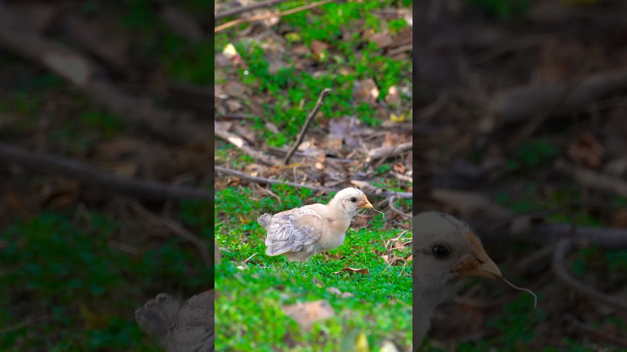 🐥 OMG! Cutest Jungle Chick EVER Seen! 😍 Tiny & Precious Find!
