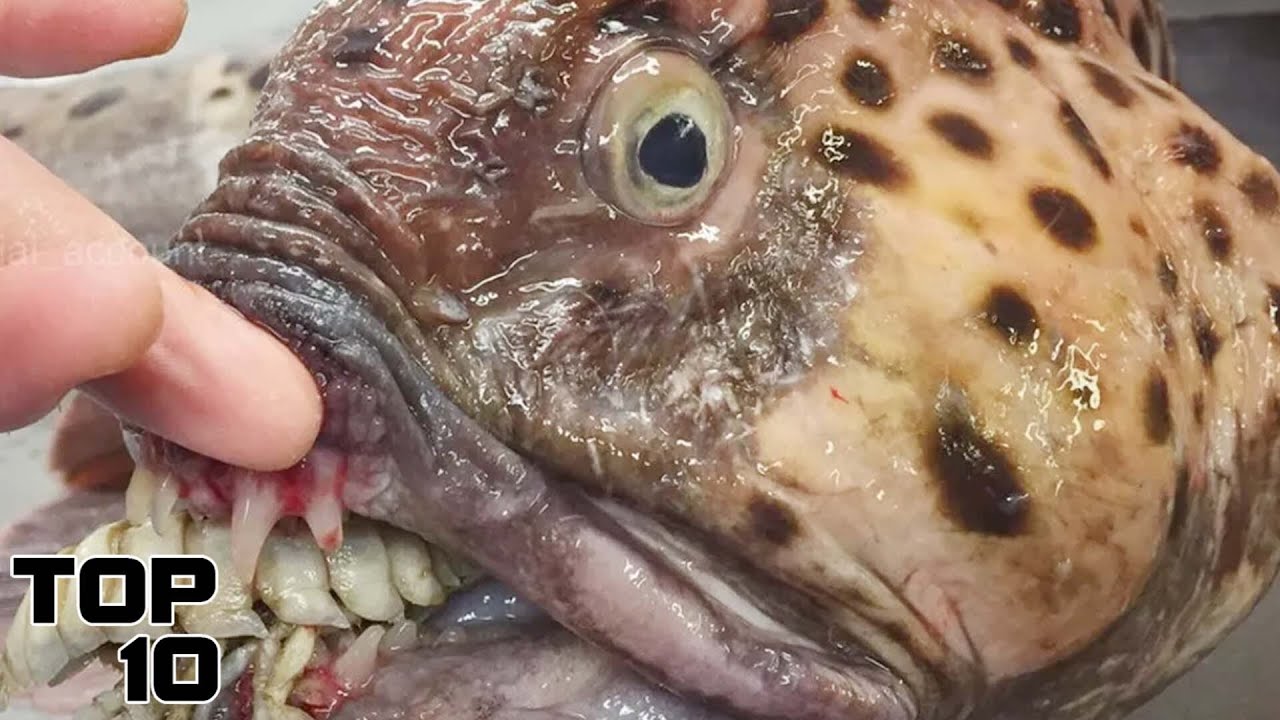 Top 10 Bizarre Creatures Found In The Bermuda Triangle