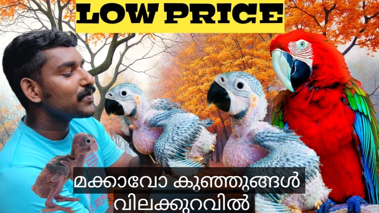 MACCAWO IN LOW  PRICE  നാല് ലക്ഷം രൂപയുടെ തത്ത കുഞ്ഞുങ്ങൾ   വിലക്കുറവിൽ