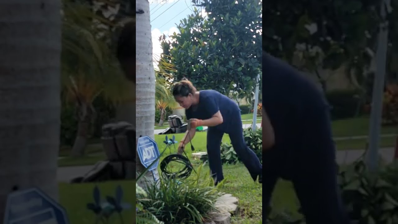 Pruning my dwarf Jackfruit tree