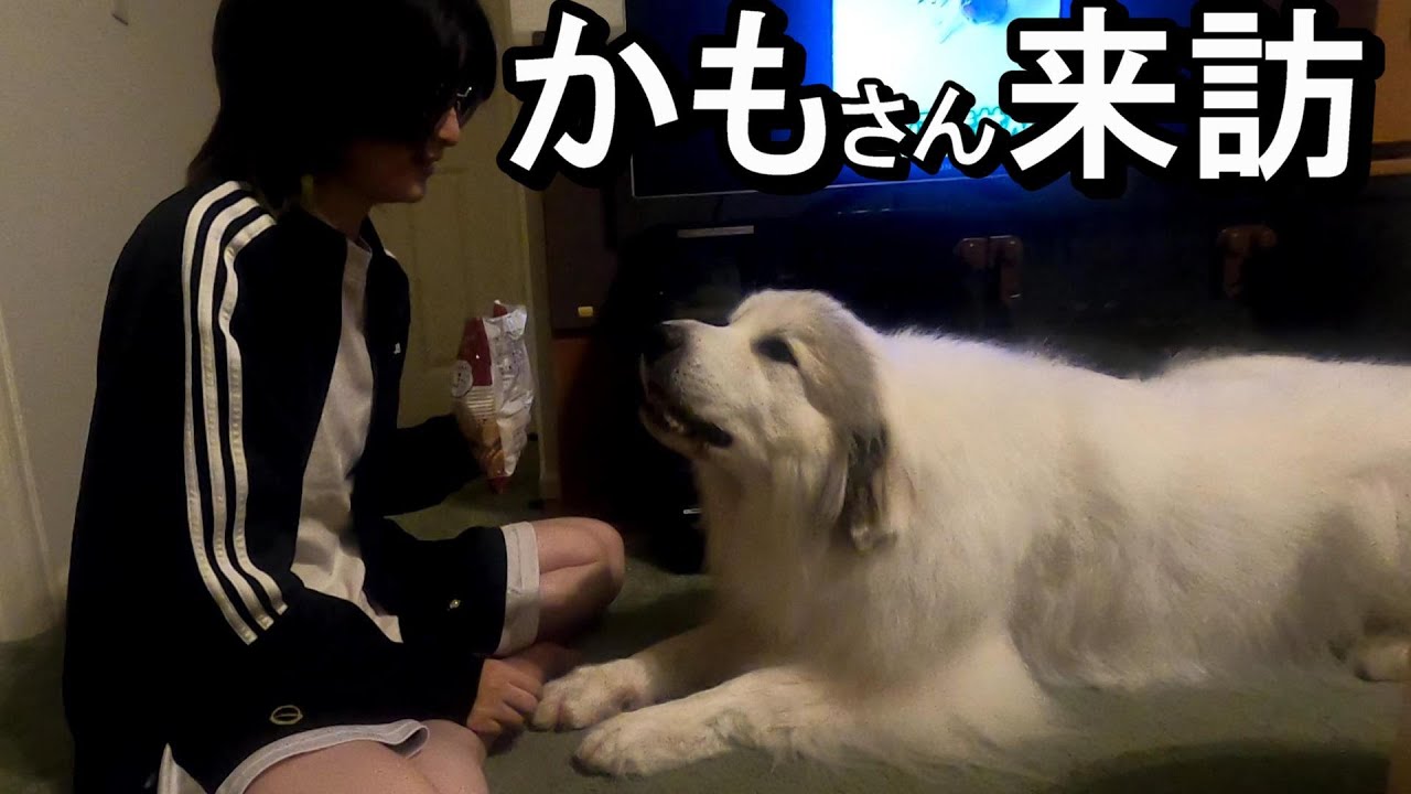 【GPラム】かもさんが大好きなお嬢様