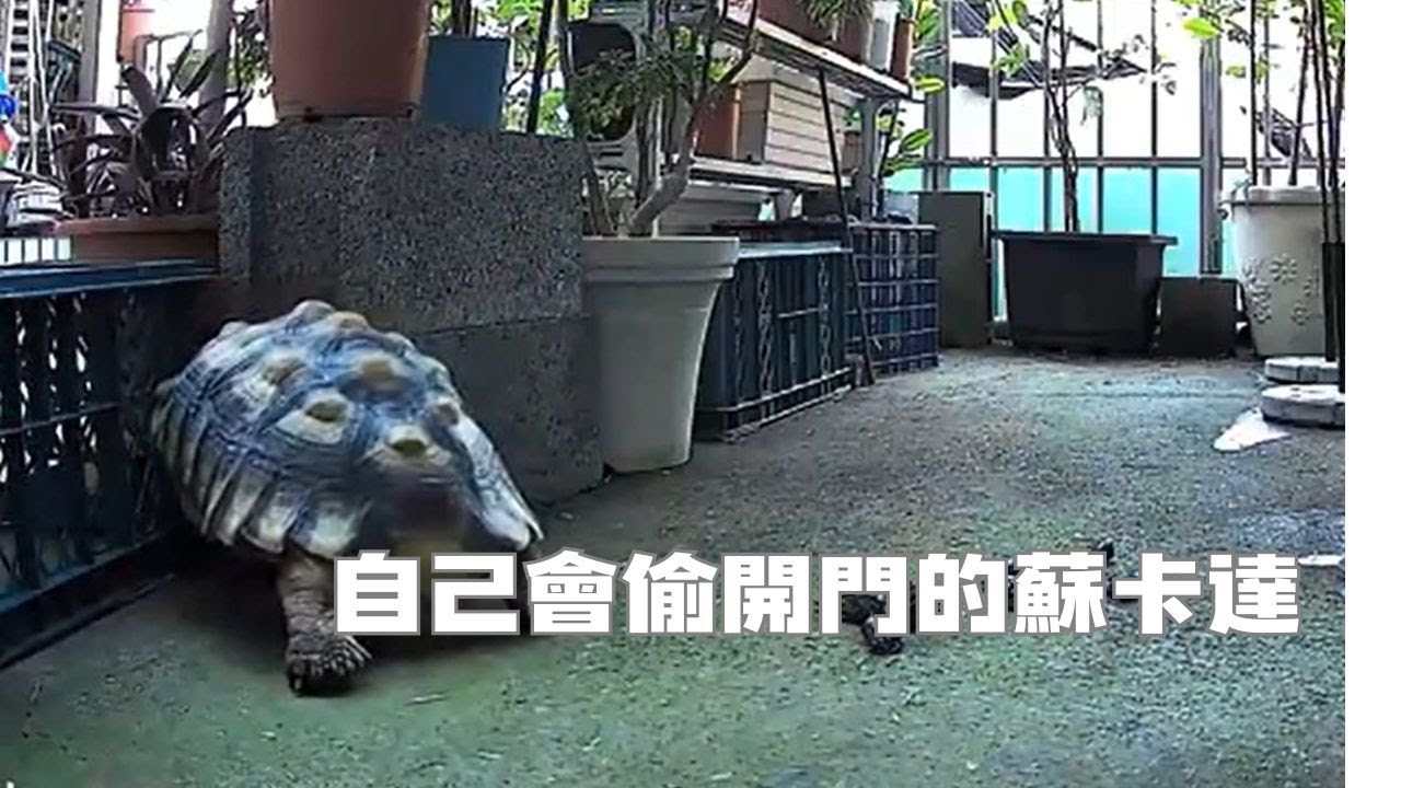 自己偷開門的蘇卡達!結果自己被臉盆蓋住!