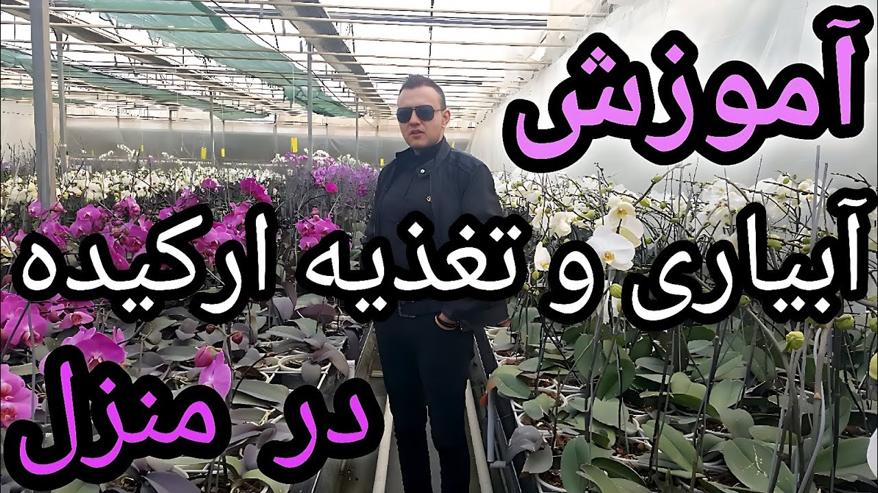 آموزش آبیاری ارکیده در منزل + معرفی کود مخصوص ارکیده ، کود مناسب ارکیده