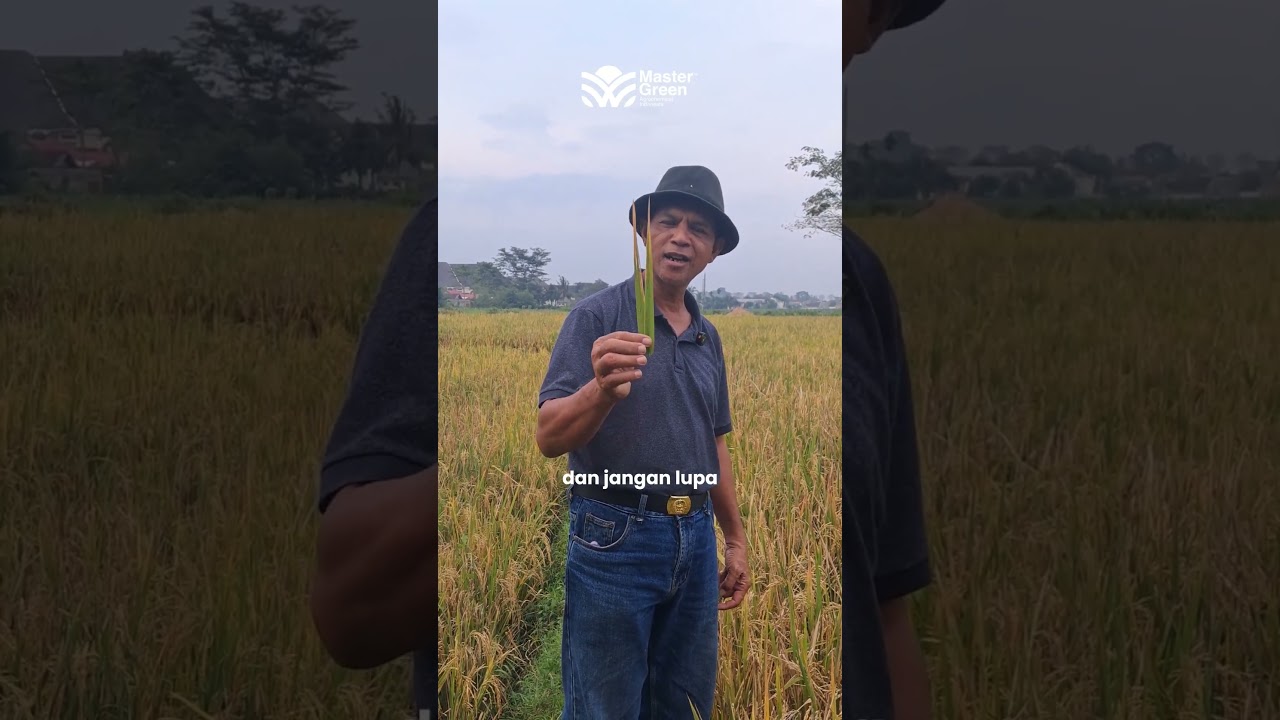 Bentuk serangan jamur Cercospora