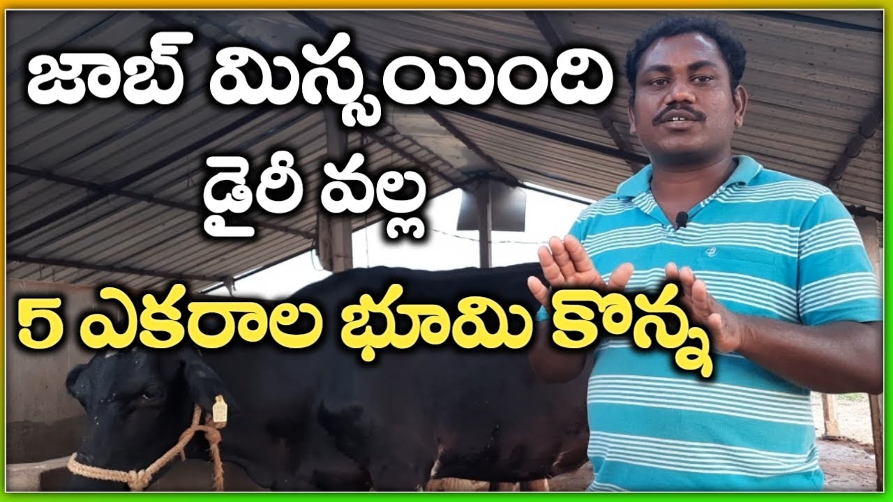 ఐదెకరాల పొలం కొన్నాను|dairy farming by Srisailam @MalleshAdla