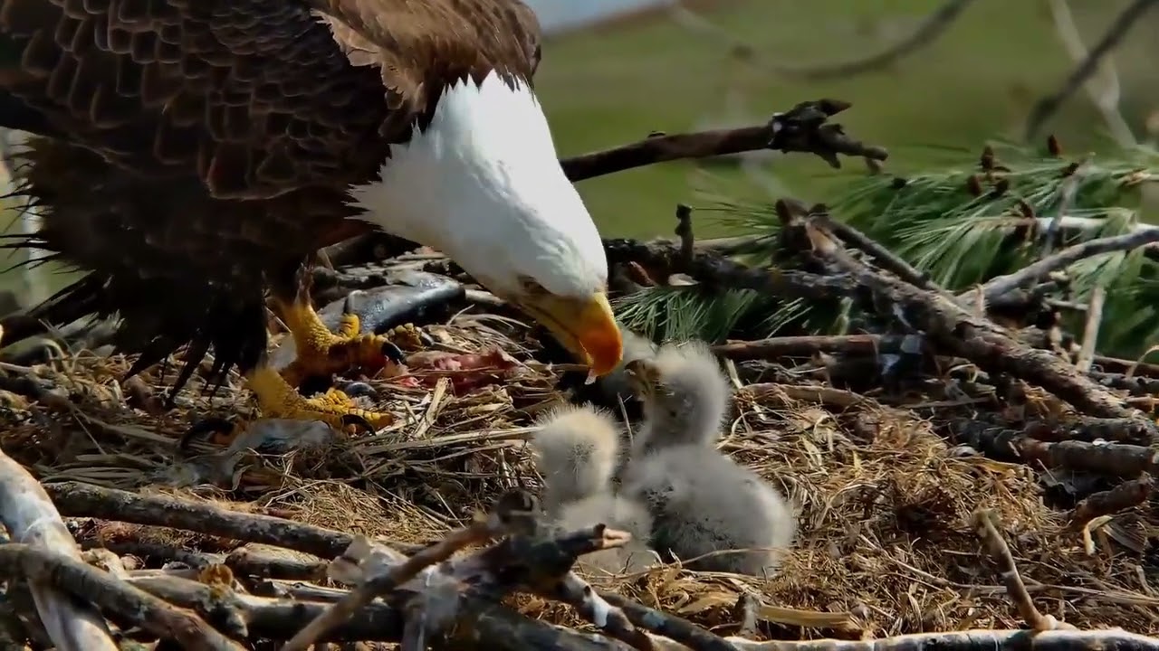 April 6, 2026: a peaceful feeding at N6.