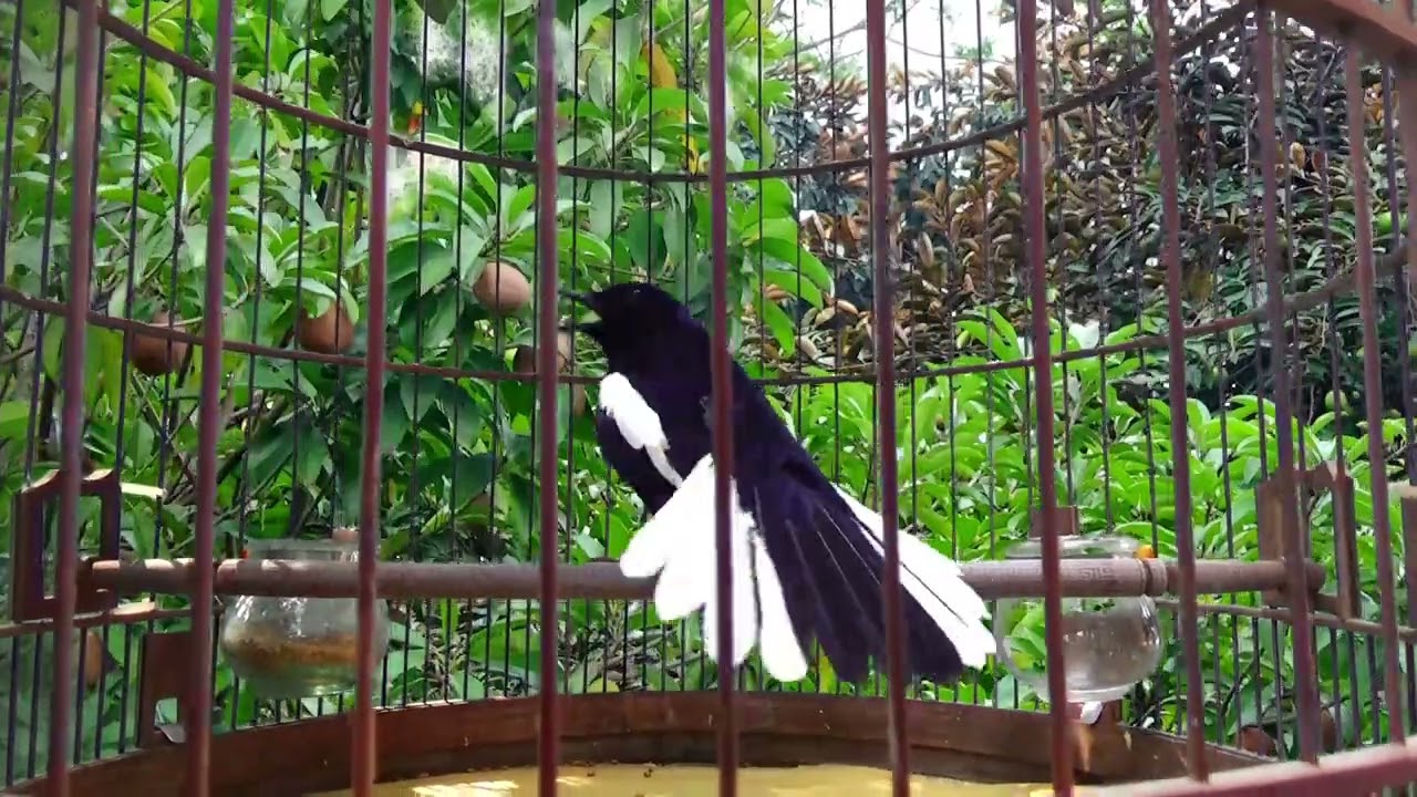 Cho&egrave; than h&oacute;t đấu giọng rừng CỰC SUNG Ch&ograve;e Than H&oacute;t Giọng Rừng K&iacute;ch Trống Căng Lửa h&oacute;t | choe than