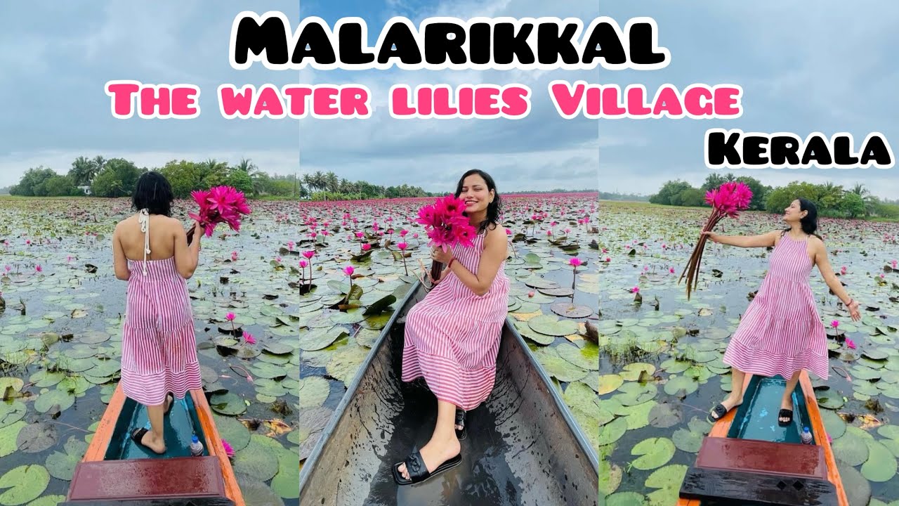 Malarikkal Kottayam Season 2024 | Malarikkal Ambal | Malarikkal Water lily | Kerala Tourism |