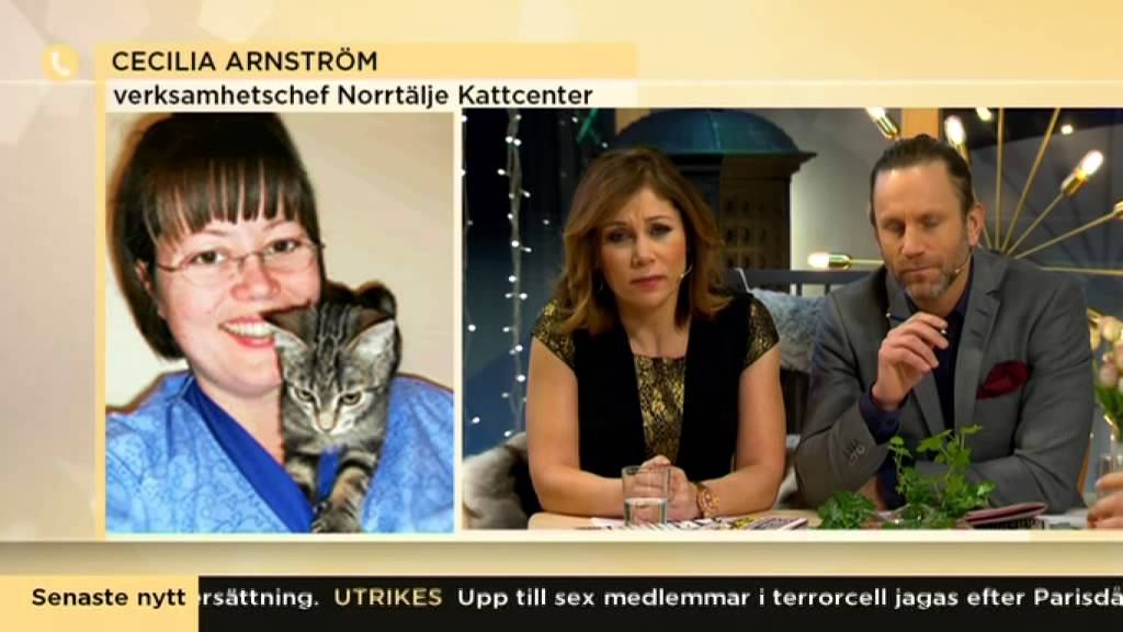 100 000 heml&ouml;sa katter fryser p&aring; vintern - Nyhetsmorgon (TV4)