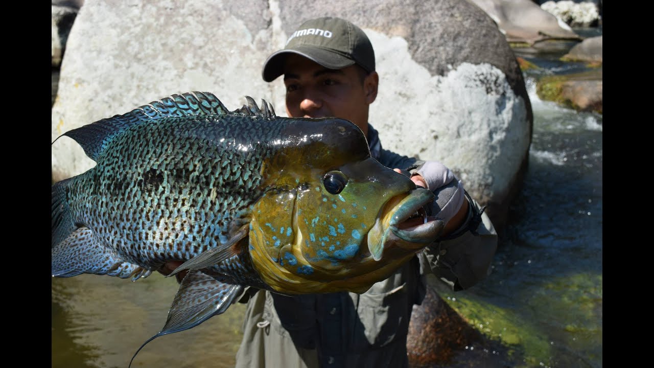 CRISTIAN VANEGAS Pesca de Mojarra Azul en Colombia, (caquetaia umbrifera) Umbee Fishing Colombia