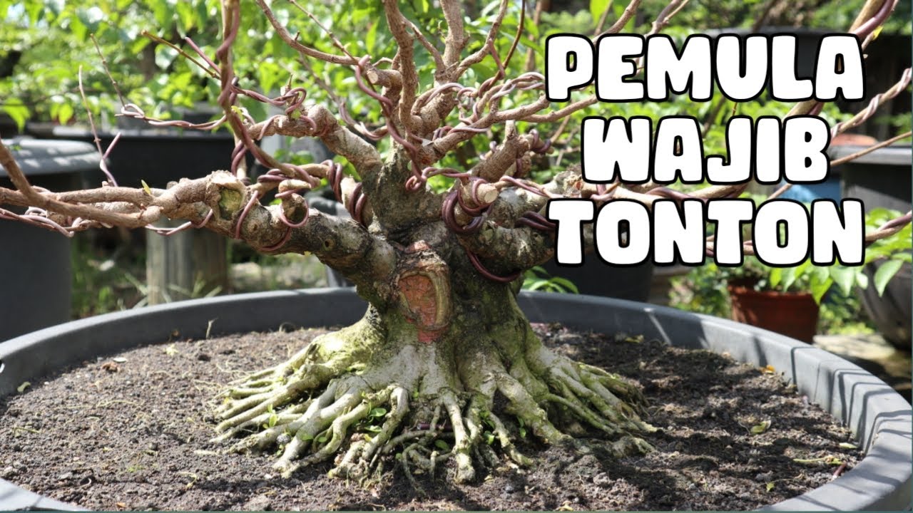 Belajar Membuat Bonsai Dari Gerak Dasar Hingga Percabangan
