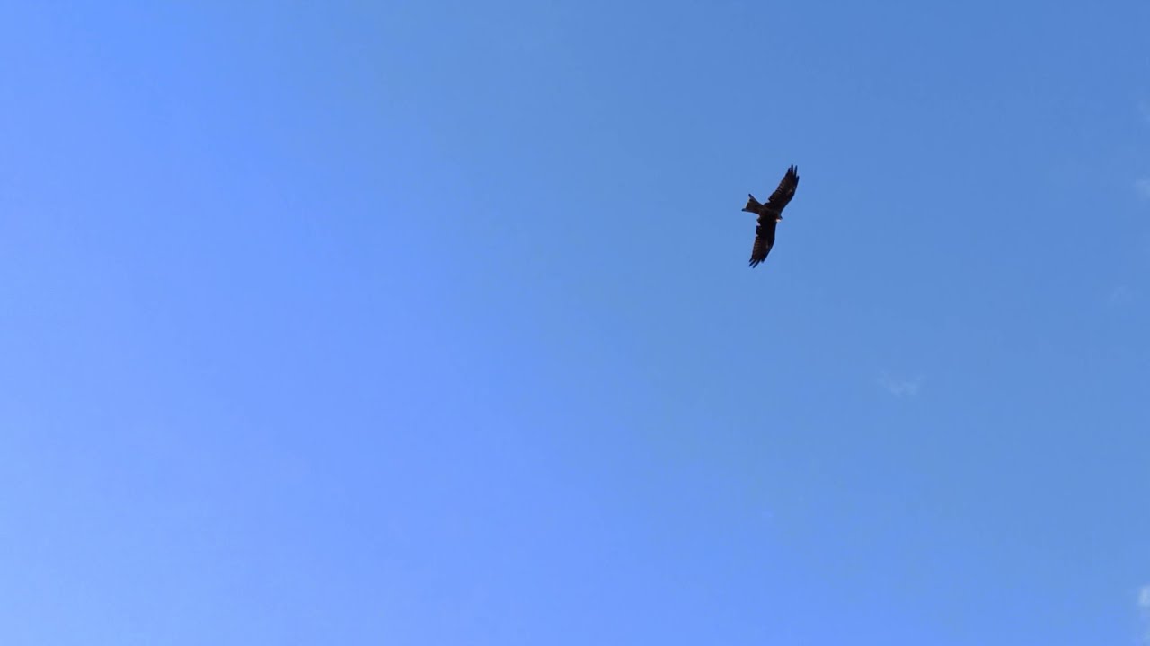 Kite Bird Flying In The Sky Blue ..🤔🙄