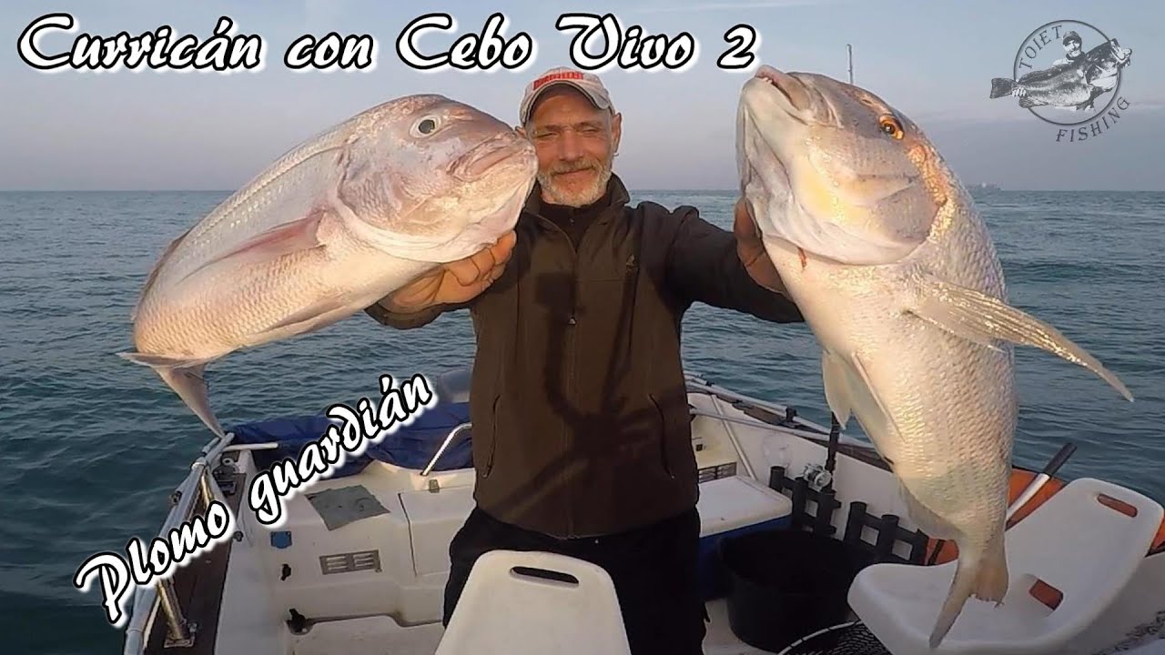 CURRICAN con CEBO VIVO 2