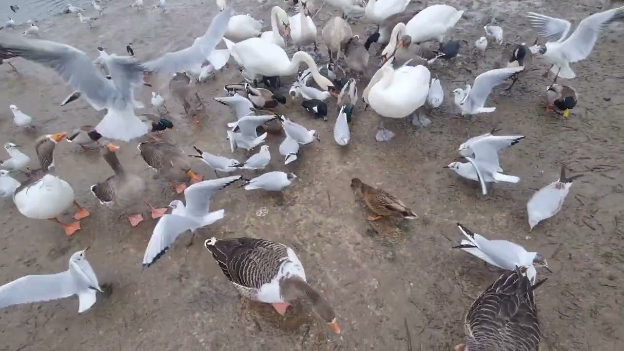 Water Birds. 19 February 2026. nekrotikk.com