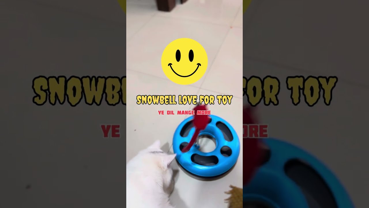 Snowbell cat playing moments 🥰|