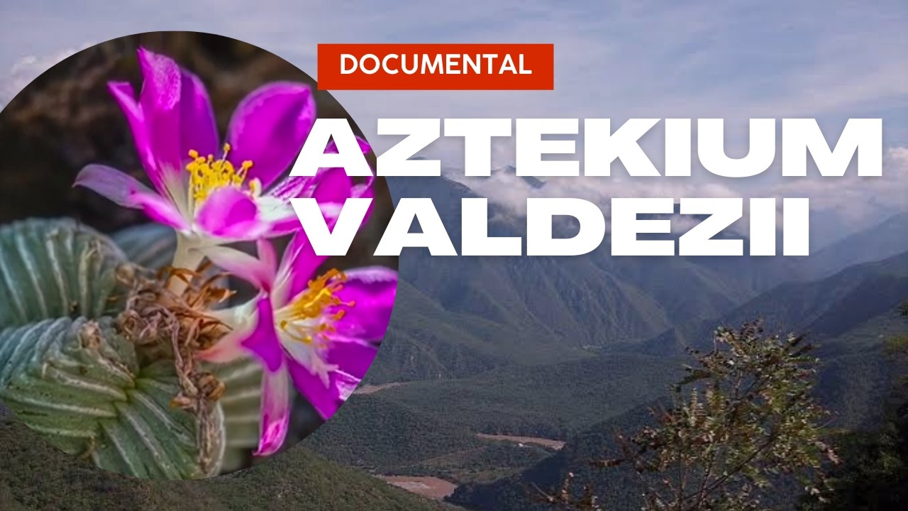 Aztekium Valdezii: La Rara Joya del Desierto Mexicano. – Cuidados y información, origen y más.