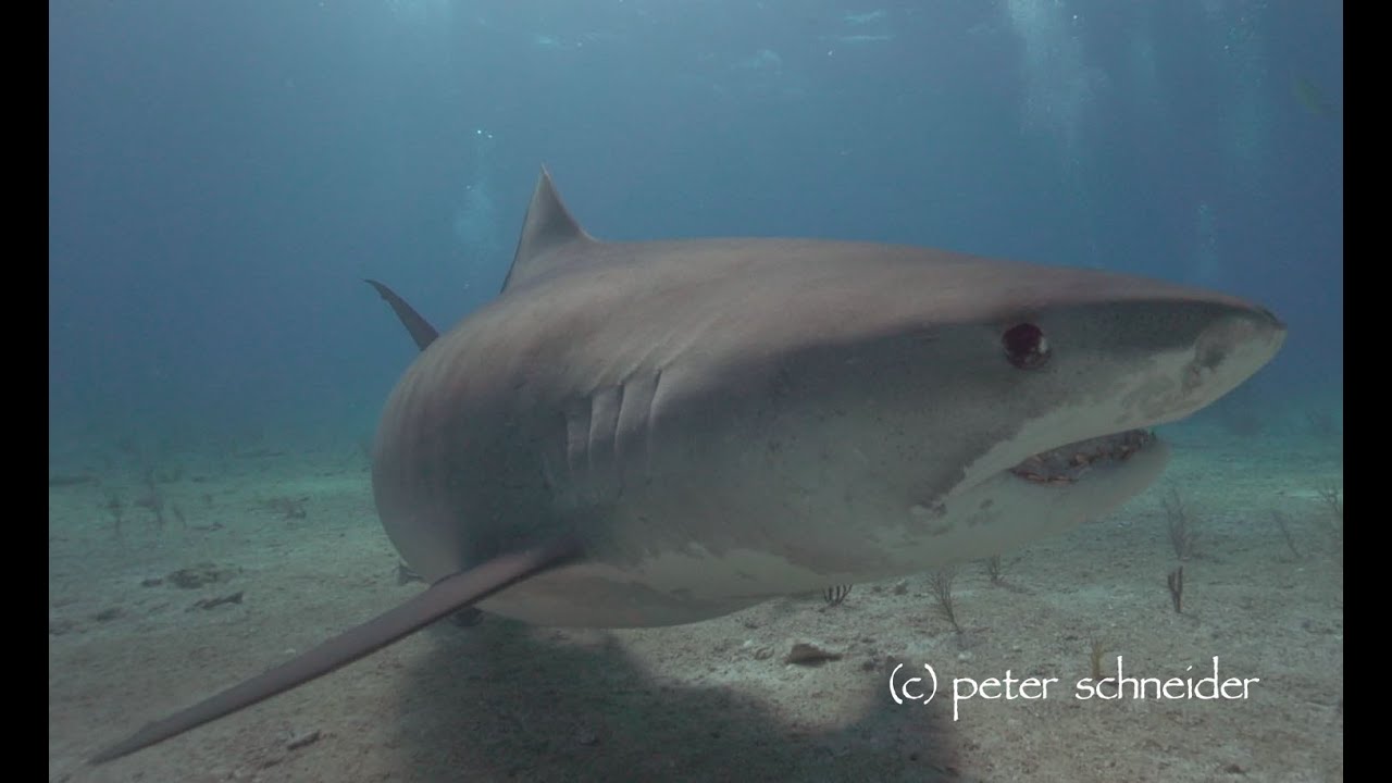 Shark TV - Erich Ritter - SHARKSCHOOL May 2013 Grand Cay and Tiger Beach