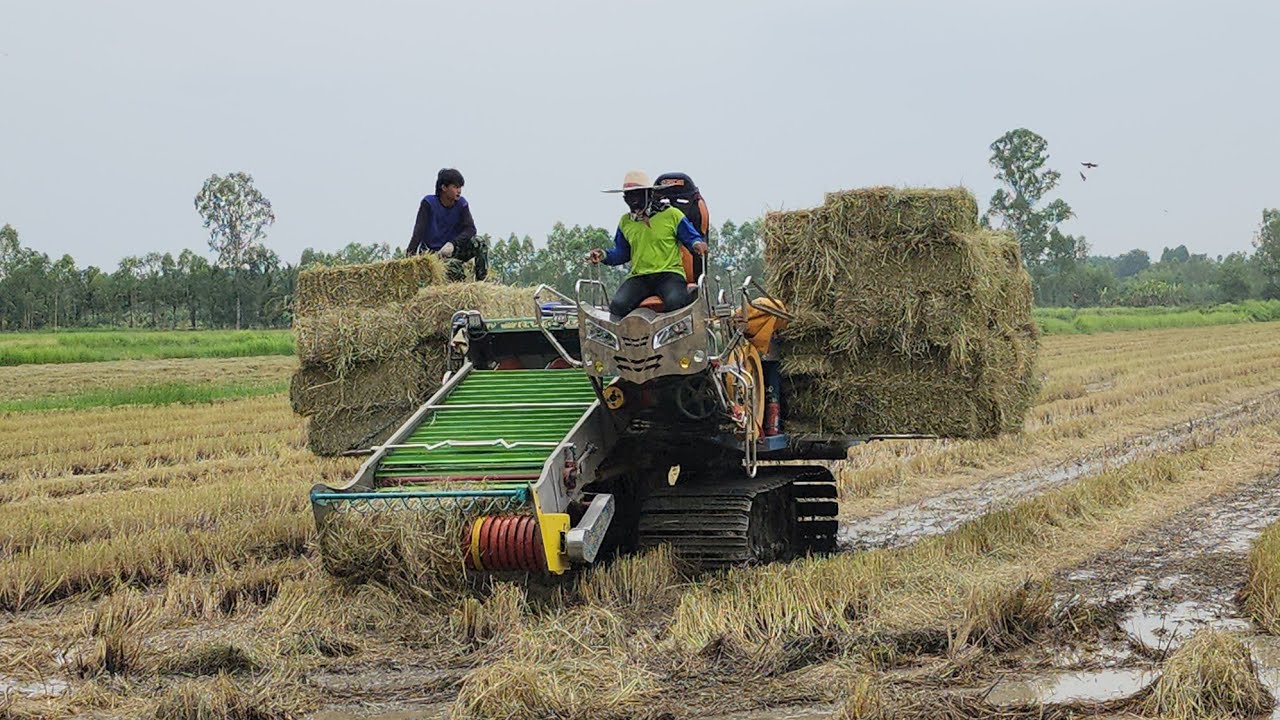 มาชมรถอัดฟางชายใหญ่ เก็บเรียบเลยโซนประคำ combines Harvester